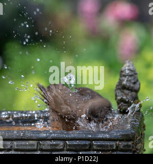 11. Juni 2018 - Weibliche Amsel genießt das kühle Wasser aus einem Haushalt Garten Vogelbad und hat ein Bad in den heissen, sonnigen Wetter Stockfoto