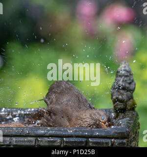11. Juni 2018 - Weibliche Amsel genießt das kühle Wasser aus einem Haushalt Garten Vogelbad und hat ein Bad in den heissen, sonnigen Wetter Stockfoto
