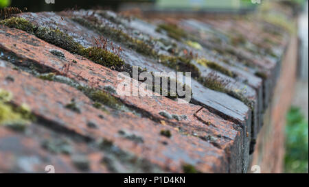 In der Nähe von Moos wächst auf einem roten und schwarzen gemauerte Wand Stockfoto