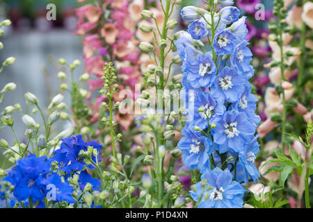 Rittersporn magic fountains Himmelblau weiß Biene auf einer Anzeige an eine Blume zeigen. Großbritannien Stockfoto