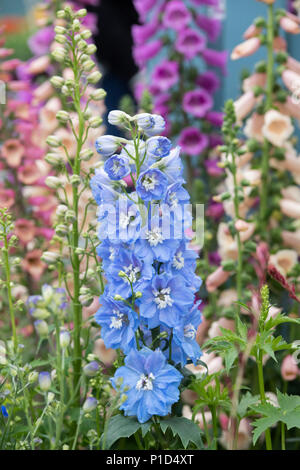 Rittersporn magic fountains Himmelblau weiß Biene auf einer Anzeige an eine Blume zeigen. Großbritannien Stockfoto