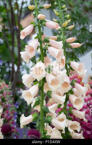 Digitalis purpurea 'almatian Pfirsich'. Fingerhut "almatian Pfirsich' auf einem Display eine Blume zeigen. Großbritannien Stockfoto