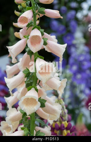 Digitalis purpurea 'almatian Pfirsich'. Fingerhut "almatian Pfirsich' auf einem Display eine Blume zeigen. Großbritannien Stockfoto