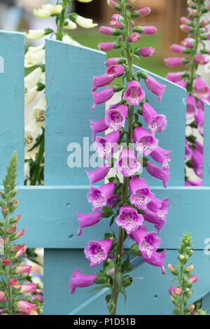 Digitalis purpurea 'almatian Purple'. Fingerhut "almatian Purple' auf einem Display eine Blume zeigen. Großbritannien Stockfoto