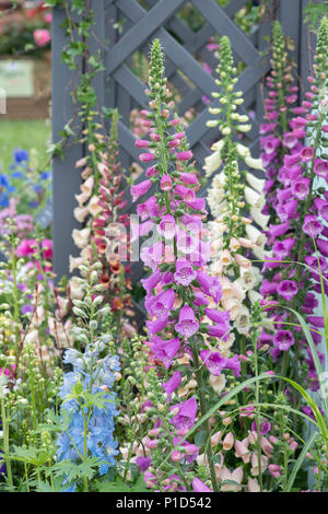 Digitalis purpurea 'almatian Purple'. Fingerhut "almatian Purple' auf einem Display eine Blume zeigen. Großbritannien Stockfoto