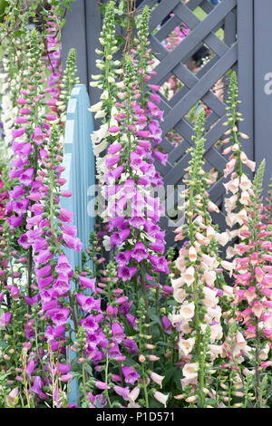 Digitalis purpurea 'almatian Purple'. Fingerhut "almatian Purple' auf einem Display eine Blume zeigen. Großbritannien Stockfoto