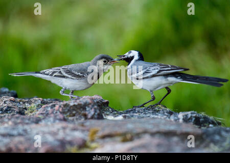 Weiß Bachstelzen (Motacilla alba) Vogel mit weißen, grauen und schwarzen Federn Stockfoto