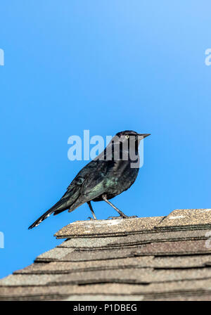 Der männliche Brauer; Euphagus cyanocephalus Blackbird; Colorado; USA Stockfoto