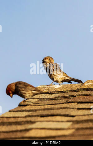 Song Spatzen Putzen; Melospiza melodia; Passeriformes; Passerellidae; auf dem Dach thront; Colorado; USA Stockfoto