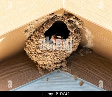 Amerikanische Rauchschwalbe; Hirundo rustica; im Schlamm Nest; Salida, Colorado, USA Stockfoto