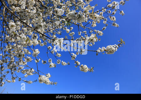 Cherry Blossom, blühende Kirschbäume, hier in der Fränkischen Schweiz, Oberfranken, Bayern, Deutschland Stockfoto