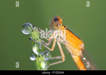 Knappe Blue-tailed damselfly, Ischnura pumilio, junge weibliche Stockfoto