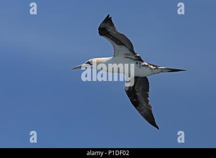 Northern Gannet (Morus bassanus) zweites Jahr im Flug Golf von Biskaya, im Atlantik kann Stockfoto