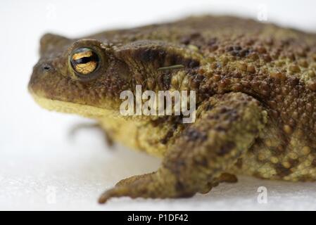 Erdkröte (Bufo bufo): ein islolated Erdkröte auf weißem Hintergrund Stockfoto