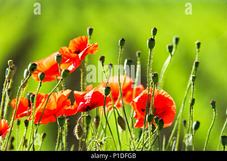 Wundervolle Mohnfeld Ende Mai. Roter Mohn Blumen blühen auf wilde Feld. Natürliche Drogen. Schlafmohn, botanische Anlage, Ökologie Stockfoto