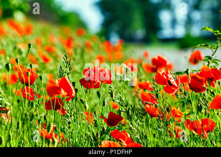 Wundervolle Mohnfeld Ende Mai. Roter Mohn Blumen blühen auf wilde Feld. Natürliche Drogen. Schlafmohn, botanische Anlage, Ökologie Stockfoto