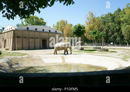 Elefanten in Zoo fo Neapel, Italien Stockfoto