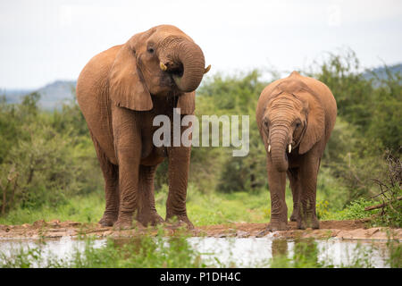 Elefanten Mutter und Kind Paar close up Durst und Trinken an einem Wasserloch im afrikanischen Busch Kamera in Madikwe Game Reserve, Südafrika Stockfoto