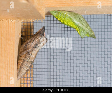 Eine Braune und eine Grüne morph der Östlichen Schwalbenschwanz Schmetterling chrysalis Stockfoto