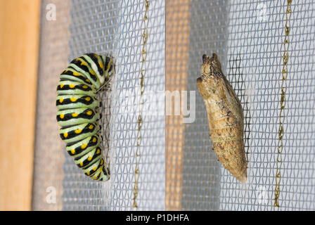 Schwarze Swallowtail caterpillar Pre-puppe auf der linken Seite, vor dem pupating, und dasselbe in chrysalis auf der rechten Seite Stockfoto