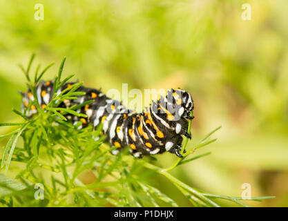 4. instar Schwalbenschwanz Schmetterling Raupe essen Hund Fenchel im Frühjahr Stockfoto