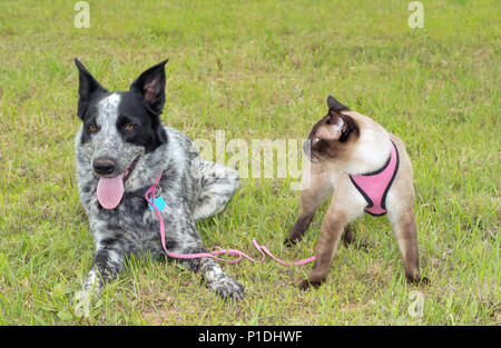 Schwarz-weiß gefleckte Hund draußen im Gras mit einem Siamesische Katze trägt einen rosa-Kabelbaum Stockfoto