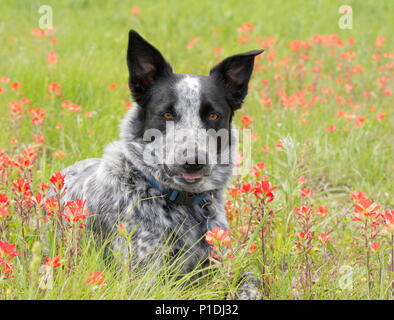 Schwarz-weiß gefleckte Hund in der Mitte der roten Wildblumen an einem sonnigen Frühlingswiese Stockfoto