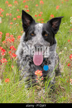 Schöne schwarz-weiß gefleckte Hund auf einem sonnigen Roten und Grünen Frühlingswiese Stockfoto