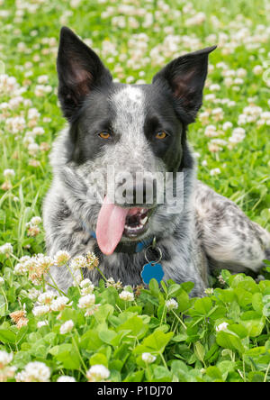 Schwarze und weiße Texas Heeler Hund liegend in einem sonnigen Patch von Clover Stockfoto