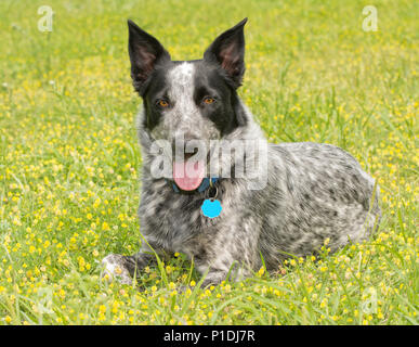 Texas Heeler Hund ruht in leuchtend gelben Klee an einem sonnigen Frühlingstag, mit Blick auf den Betrachter Stockfoto