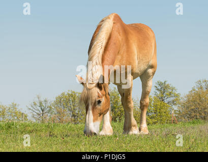 Belgische Zugpferd Beweidung auf einen sonnigen Frühling Weide, mit blauem Himmel Stockfoto