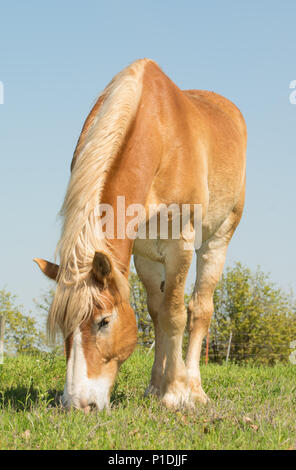 Blond Belgische Zugpferd Beweidung auf Gras im Frühling Stockfoto