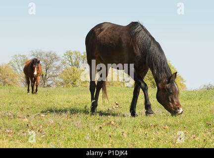 Dunkle Bay Horse Beweidung auf ein grünes Frühjahr Weide Stockfoto