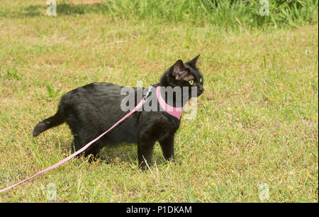 Glänzend schwarze Katze in rosa Kabelbaum mit einem alert Blick auf ihrem Gesicht Stockfoto