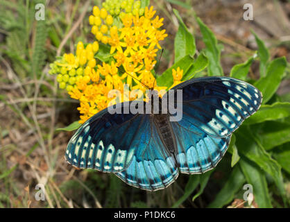 Der Blick auf eine schöne blaue Frau Diana Speyeria Fritillary, Diana, Fütterung auf Gelb butterflyweed. Diese Art ist sehr selten in Ihrer gesamten lief Stockfoto