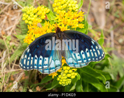 Blick von oben auf eine fabelhafte blaue Frau Diana Fritillaryschmetterling, eine sehr seltene Art aus südlichen Staaten Stockfoto