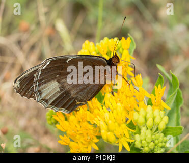 Ventrale Ansicht eines weiblichen Diana Fritillary, eine seltene Schmetterlingsarten, Fütterung auf ein gelbes Asclepias tuberosa Blume Stockfoto