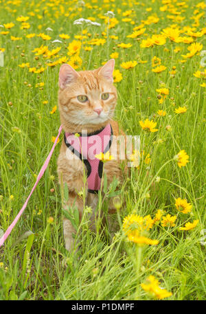 Stattliche ginger tabby Katze im Kabelbaum durch gelbe Wildblumen umgeben Stockfoto
