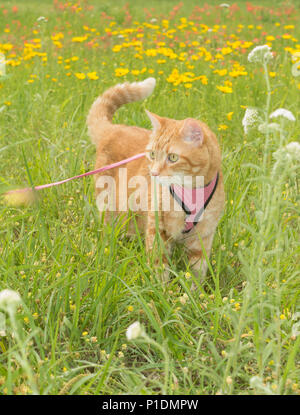 Orange tabby Katze an der Leine im hohen Gras, aufmerksam auf der Suche auf der linken Seite der Anzeigefunktion Stockfoto