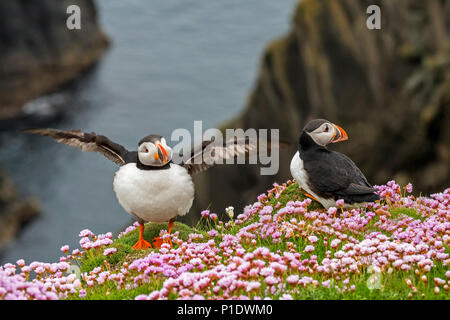 Zwei atlantischen Papageientaucher/Gemeinsame Papageitaucher (Fratercula arctica) auf einer Klippe in seabird Kolonie in Sumburgh, Shetland Inseln, Schottland, Großbritannien Stockfoto