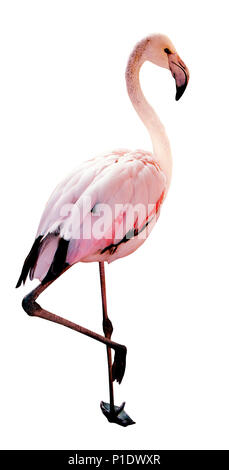 Flamingo Vogel rosa und weiße Farbe auf weißen isolieren. Beschneidungspfad für Bereich wählen. Stockfoto