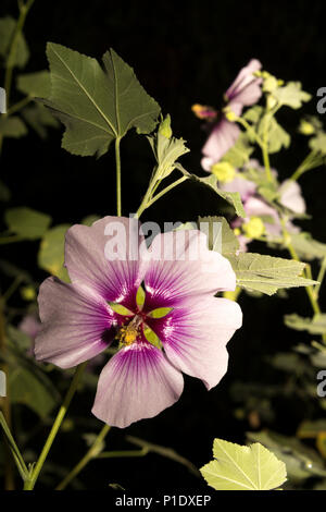 Baum Malve (Lavatera Maritima) Stockfoto