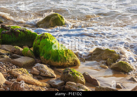 Felsbrocken mit grünen Algen im Meer Schaum bedeckt am Ufer Stockfoto