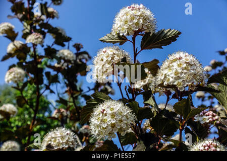Physocarpus opulifolius "Diabolo" östliches Ninebark Stockfoto