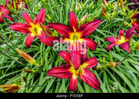 Daylilie Hemerocallis 'Spiderman' rote Daylilies Stockfoto