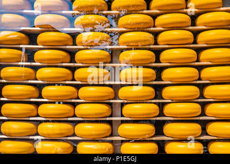 Traditionelle niederländische Käsesorten auf Anzeige zum Verkauf. edam Niederlande Stockfoto