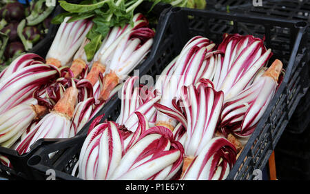 Gemüsehändler Stall mit spät Radicchio zum Verkauf auf dem Markt Stockfoto