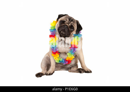 Niedlich süß Mops Welpe Hund sitzend tragen Hawaiian Flower Garland, auf weißem Hintergrund Stockfoto