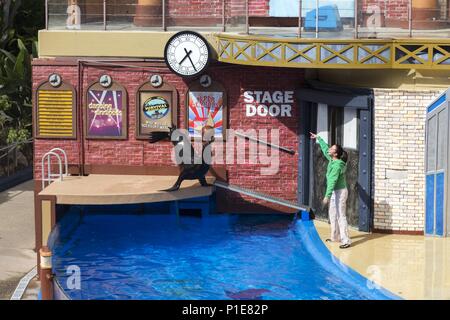 Trainer Girl und Sea Lion auf der Bühne während der Clyde und Seamore Live Show im weltberühmten San Diego California SeaWorld oder Sea World Theme Park Stockfoto