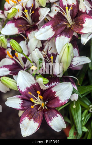 Asiatische Lilie ‘Tiny Padhye’ Asiatische Lilien, Zwerg Asiatische Lilie blüht Stockfoto